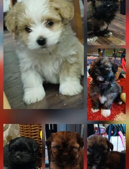 Havaneser Welpen - Kassow