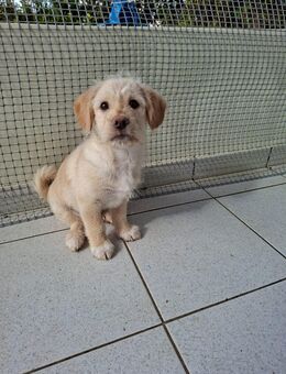Fred Feuerstein wünscht sich ein liebevolles Zuhause - Voerde (Niederrhein) Zentrum