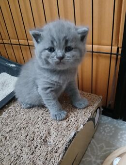 Reinrassig Bkh Kitten. - Wittlich