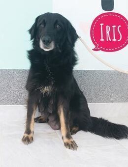 Iris die sanfte wundervolle - Flörsheim-Dalsheim