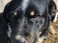 Ben - ist im Shelter fehl am Platz💔 - Dreikirchen