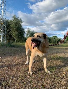 AMARA, w., kastr., HSH-Mix, ca. 70 cm - Sipplingen