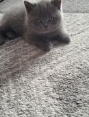 Britisch Kurzhaar Kitten in 58332