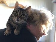 sanfte Kuschelkatze sucht Wohnsitz - Idstein