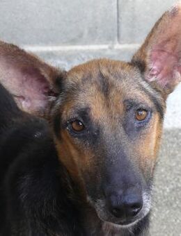 Hooch -freundlich, noch etwas unsicher- - Oldenburg