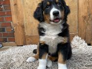 Australian Shepherd Welpen - Oberlangen
