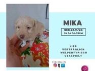 Mika - ein kleiner, lebhafter Welpe - Rambin