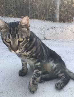 Liebevoller Manny sucht Zuhause - Bergkirchen