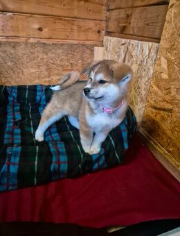 Hübsche Akita Inu Welpen - Minden Stemmer