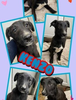 Welpenjunge Kenzo sucht Zuhause - Nürnberg