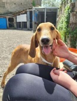 Owen - Prachtkerl sucht ❤️Mensch❤️❤️ - Grevenbroich