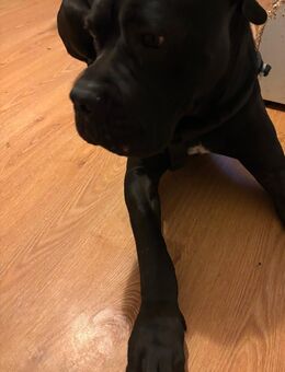 🐾 Cane Corso Rüde (12 Monate) sucht liebevolles Zuhause - Göttingen