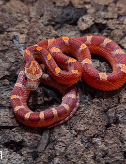 Pewter het Palmetto, Blood het Palmetto - Schwelm