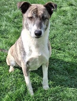 Amelia Eine loyale Freundin fürs Leben - Schlitz