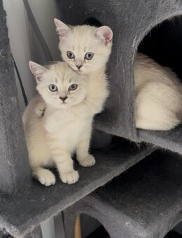 Zwei BKH Kitten (weiblich) - Oberndorf (Neckar)