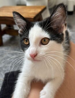 Katzenbabys Kitten - Bamberg Zentrum