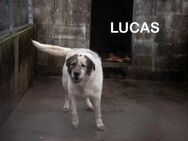 Lucas - leidet so sehr - Berlin