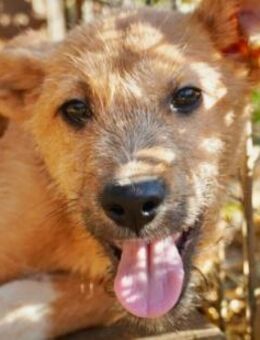 FYNN - bezaubernder Welpenjunge - Kallmünz