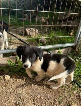 Lu unabhängig und freundlich - Haan