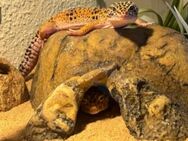 Wunderschöne Leopardgeckos - Simbach
