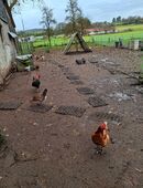 Hühner , Zwerghühne in 98663