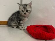 Britisch Kurzhaar Kitten - Ubstadt-Weiher