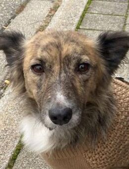 Herbie, geb. 08/2022, 78048 Villingen-S. - Euskirchen