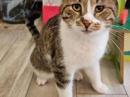 Jazz ein freundlicher lieber Kater - Unterföhring