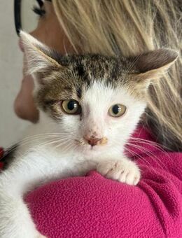 Beniko sanfter kleiner Herzensbrecher - München