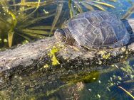 Europäische Sumpfschildkröte - Zurow
