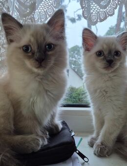 Süße Birma Kitten - Wildau