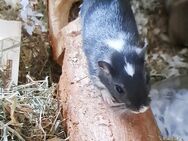 Niedliches Rennmaus Weibchen 9 Wochen sucht neues Zuhause – Spotted Black, neugierig & lieb - Weinheim