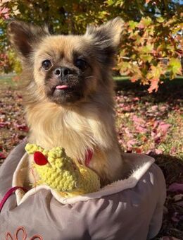 🌸 Lisi Tibet Spaniel -Chihuahua-Mix - Kassel