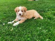 Australian Shepherd / Border Collies Welpen - Heimbach (Nordrhein-Westfalen)