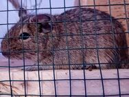 Degus Weibchen - Niddatal