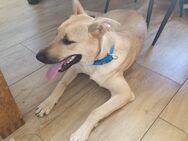 Malinois Mix sucht dringend erfahrenes Zuhause - Salzbergen