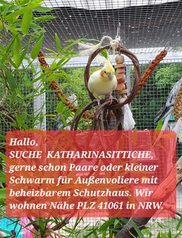 SUCHE Katharinasittiche - Mönchengladbach