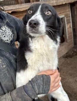 süßer FENRIK ~ mit den goldenen Äuglein - Duisburg