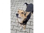 Shiva Pflegestelle oder Zuhause gesuch - Oberwies