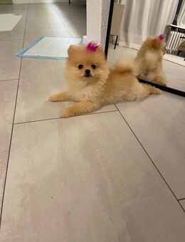 Reinrassiger Pomeranian - Berlin Reinickendorf