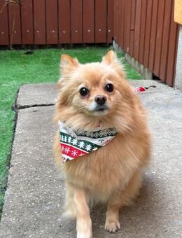 🌸 Ivy Zarte Kleinspitz-Dame sucht ein - Kassel