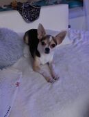 Lieber Chihuahua sucht ein neues Zuhause in 45549