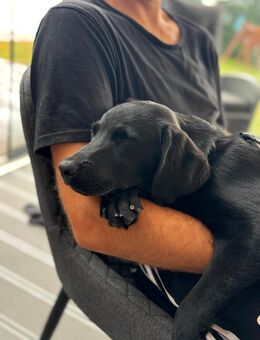 Labradorhündin 7 Monate sucht liebevolles Zuhause - Hambuch