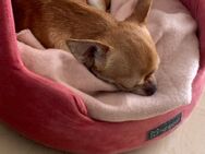 Junger Chihuahua sucht ein Zuhause - Bremen