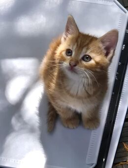 Katzen Babys - Cloppenburg