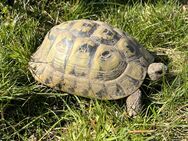Morla - weibliche griechische Landschildkröte (THB, eierlegend) - Arnsberg