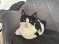 Schmusekätzchen MIRA sucht ihr Zuhause! - Berlin
