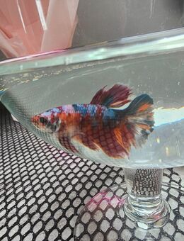 Verschenke jungen Betta Kampffisch männl. - Maselheim
