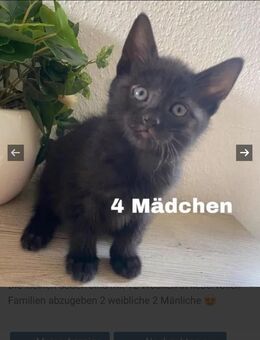 Main coon mix Katzenbabys schwarz in Ulm - Ulm