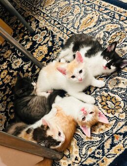 Wunderschöne Baby Katzen BKH Mischling - Ingolstadt